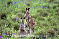 Eastern Grey Kangaroo Macropus giganteus Photo - Gary Bell
