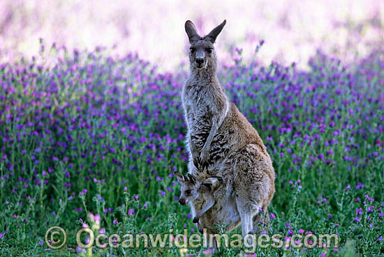 Eastern Grey Kangaroo mother with joey photo Eastern Grey Kangaroo mother with joey photo