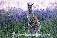 Eastern Grey Kangaroo mother with joey Photo - Gary Bell