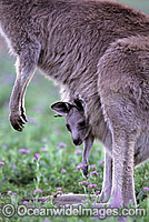 Eastern Grey Kangaroo mother with joey Photo - Gary Bell