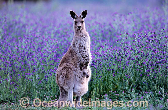 Eastern Grey Kangaroo mother with joey photo Eastern Grey Kangaroo mother with joey photo