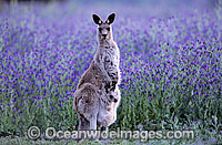 Eastern Grey Kangaroo mother with joey Photo - Gary Bell