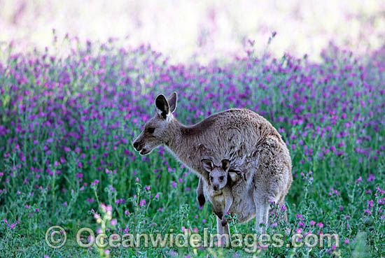 Eastern Grey Kangaroo mother with joey photo Eastern Grey Kangaroo mother with joey photo