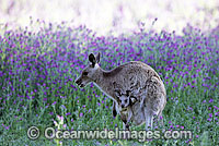Eastern Grey Kangaroo mother with joey Photo - Gary Bell