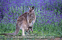 Eastern Grey Kangaroo mother with joey Photo - Gary Bell