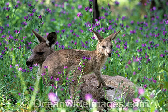 Eastern Grey Kangaroo mother with joey photo Eastern Grey Kangaroo mother with joey photo