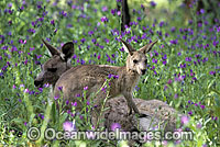 Eastern Grey Kangaroo mother with joey Photo - Gary Bell