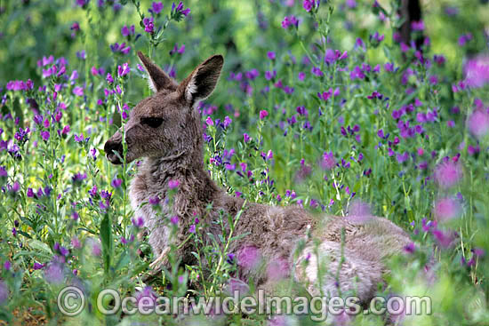 Eastern Grey Kangaroo Macropus giganteus photo Eastern Grey Kangaroo Macropus giganteus photo