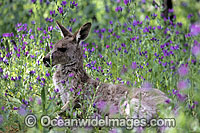 Eastern Grey Kangaroo Macropus giganteus Photo - Gary Bell