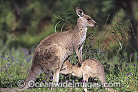 Eastern Grey Kangaroo joey feeding Photo - Gary Bell