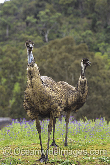Emus Dromaius novaehollandiae photo Emus Dromaius novaehollandiae photo