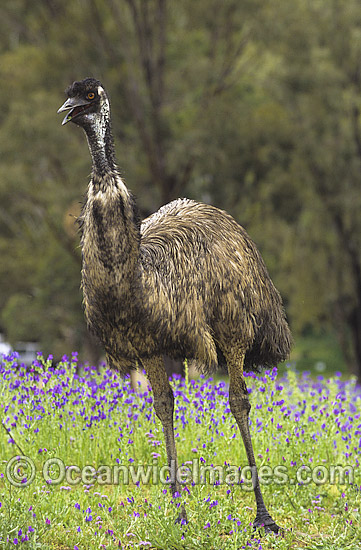 Emu Dromaius novaehollandiae photo Emu Dromaius novaehollandiae photo