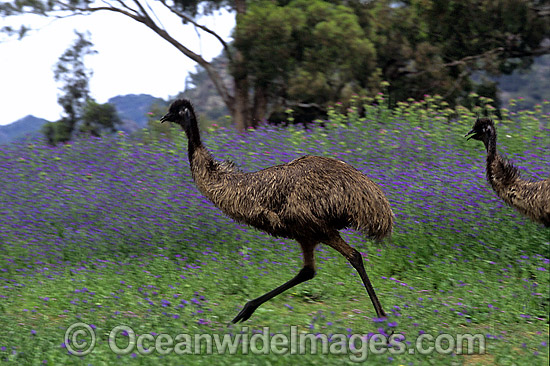 Emu running photo Emu running photo