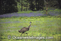 Emu running Photo - Gary Bell