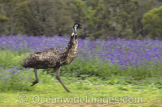 Emu running photo Emu running photo