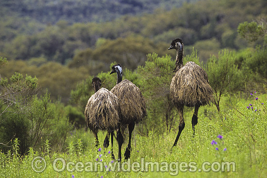 Flock of Emus Dromaius novaehollandiae photo Flock of Emus Dromaius novaehollandiae photo