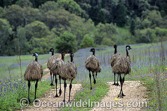 Flock of Emus photo Flock of Emus photo