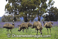 Emus feeding Photo - Gary Bell