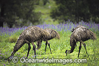Emus feeding Photo - Gary Bell