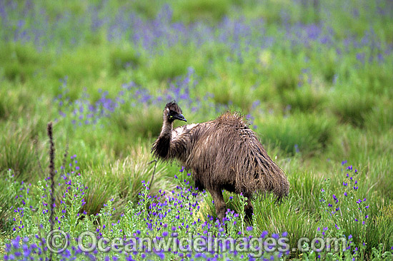 Emu Dromaius novaehollandiae photo Emu Dromaius novaehollandiae photo