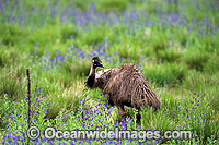 Emu Dromaius novaehollandiae Photo - Gary Bell
