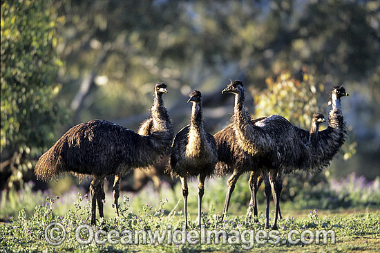 Flock of Emus photo Flock of Emus photo