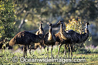 Flock of Emus Photo - Gary Bell