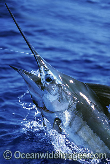 Blue Marlin Makaira mazara photo Blue Marlin Makaira mazara photo