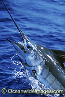 Blue Marlin Makaira mazara Photo - John Ashley