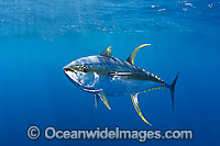 Yellowfin Tuna Photo - Chris & Monique Fallows