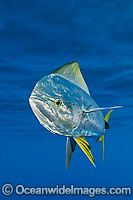 Dolphinfish Photo - Chris & Monique Fallows
