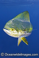 Dolphinfish Photo - Chris & Monique Fallows
