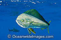 Dolphinfish Coryphaena hippurus Photo - Chris & Monique Fallows