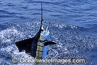 Sailfish breaching Photo - John Ashley