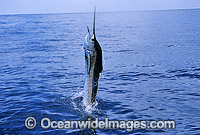 Sailfish breaching Photo - John Ashley