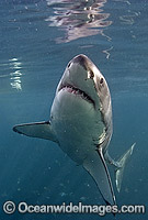 Great White Shark underwater Photo - Chris & Monique Fallows
