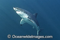 Great White Shark Carcharodon carcharias Photo - Chris & Monique Fallows