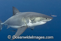 Great White Shark underwater Photo - Chris & Monique Fallows