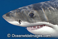 Great White Shark Carcharodon carcharias Photo - Chris & Monique Fallows