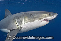 Great White Shark underwater Photo - Chris & Monique Fallows