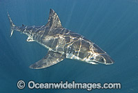 Great White Shark Photo - Chris & Monique Fallows