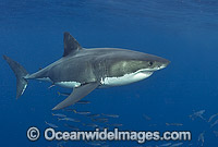 Great White Shark Carcharodon carcharias Photo - Chris & Monique Fallows