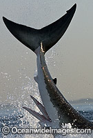 Great White Shark breaching Photo - Chris & Monique Fallows