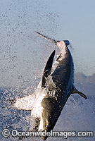 Great White Shark breaching Photo - Chris & Monique Fallows