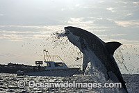 Great White Shark breaching Photo - Chris & Monique Fallows