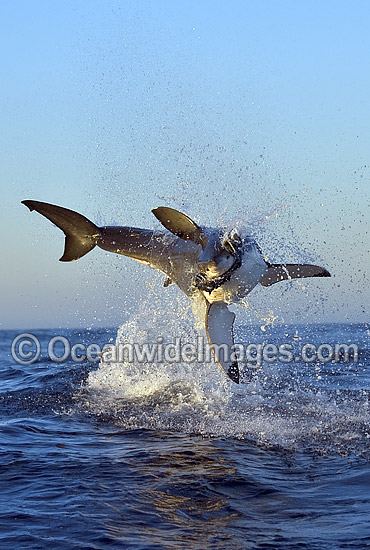 Great White Shark breaching photo