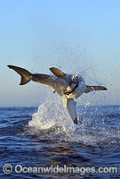 Great White Shark breaching Photo - Chris & Monique Fallows