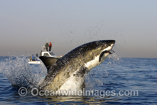 Great White Shark breaching photo Great White Shark breaching photo