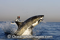 Great White Shark breaching Photo - Chris & Monique Fallows