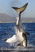 Great White Shark breaching Photo - Chris & Monique Fallows